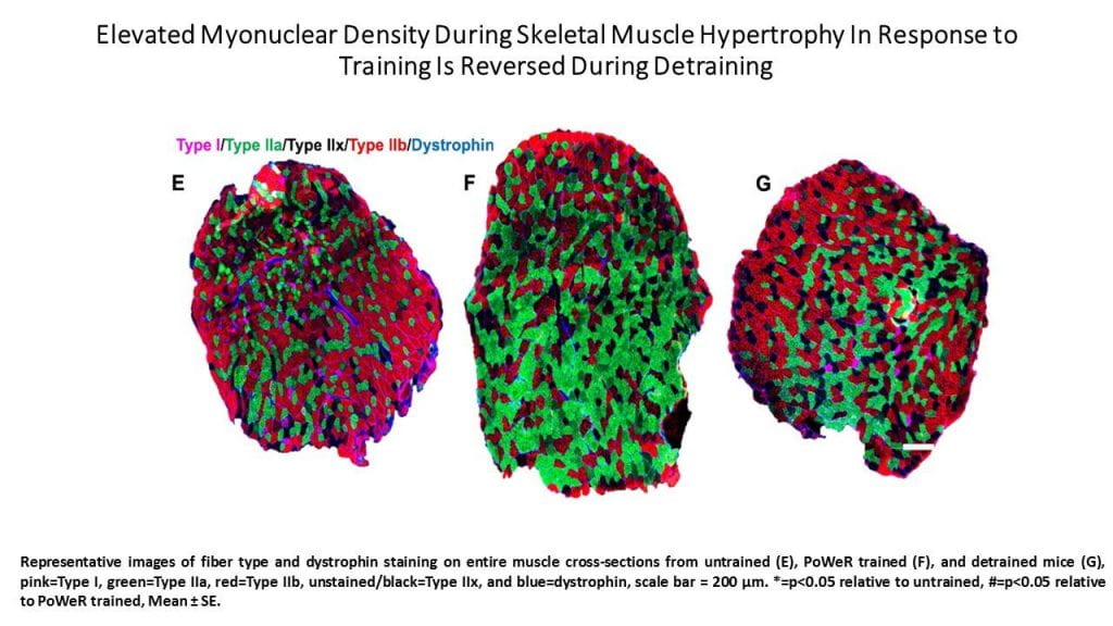 Graphic from American Journal of Physiology-Cell Physiology Volume 316, No 5, May 2019