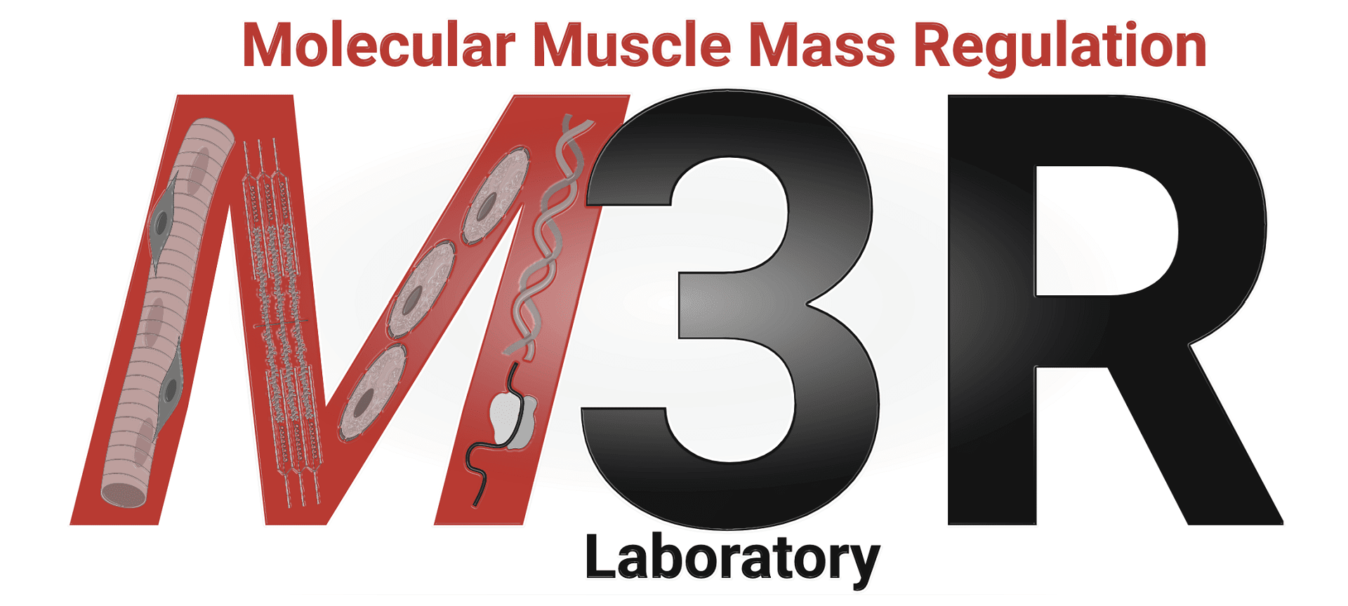 Title graphic for M3R, the Molecular Muscle Mass Regulation Laboratory